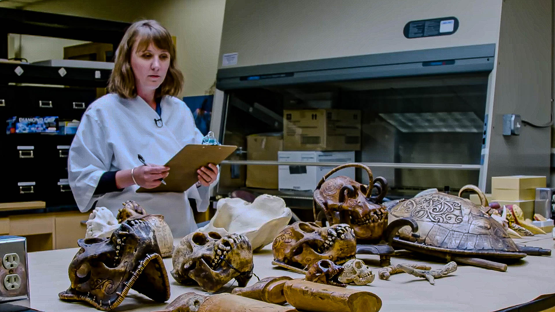 Bones and feathers are carefully compared