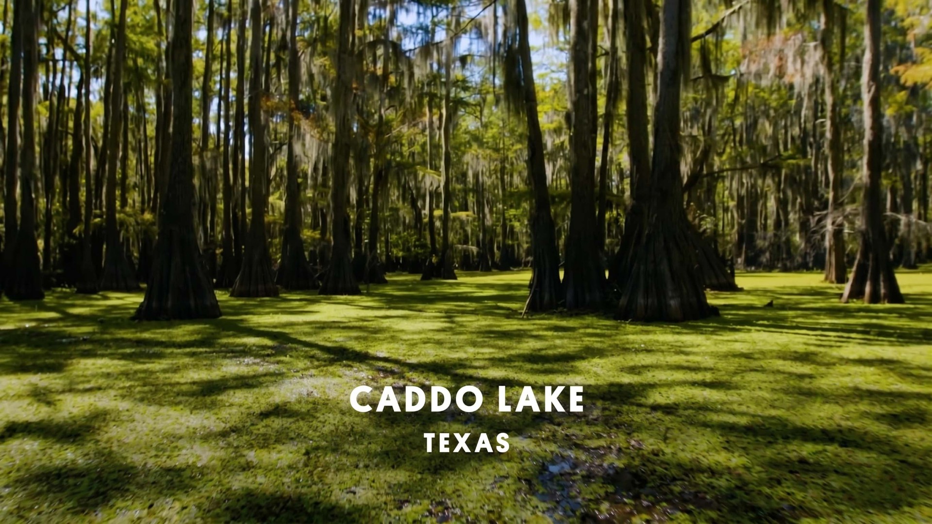 Caddo Lake is facing an environmental crisis