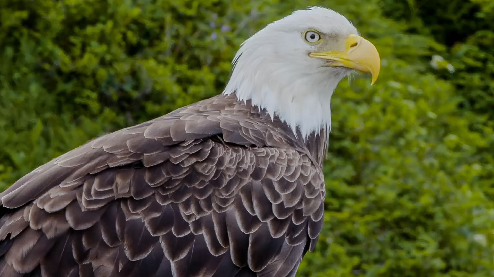 Landfills and ports attract large eagle activity
