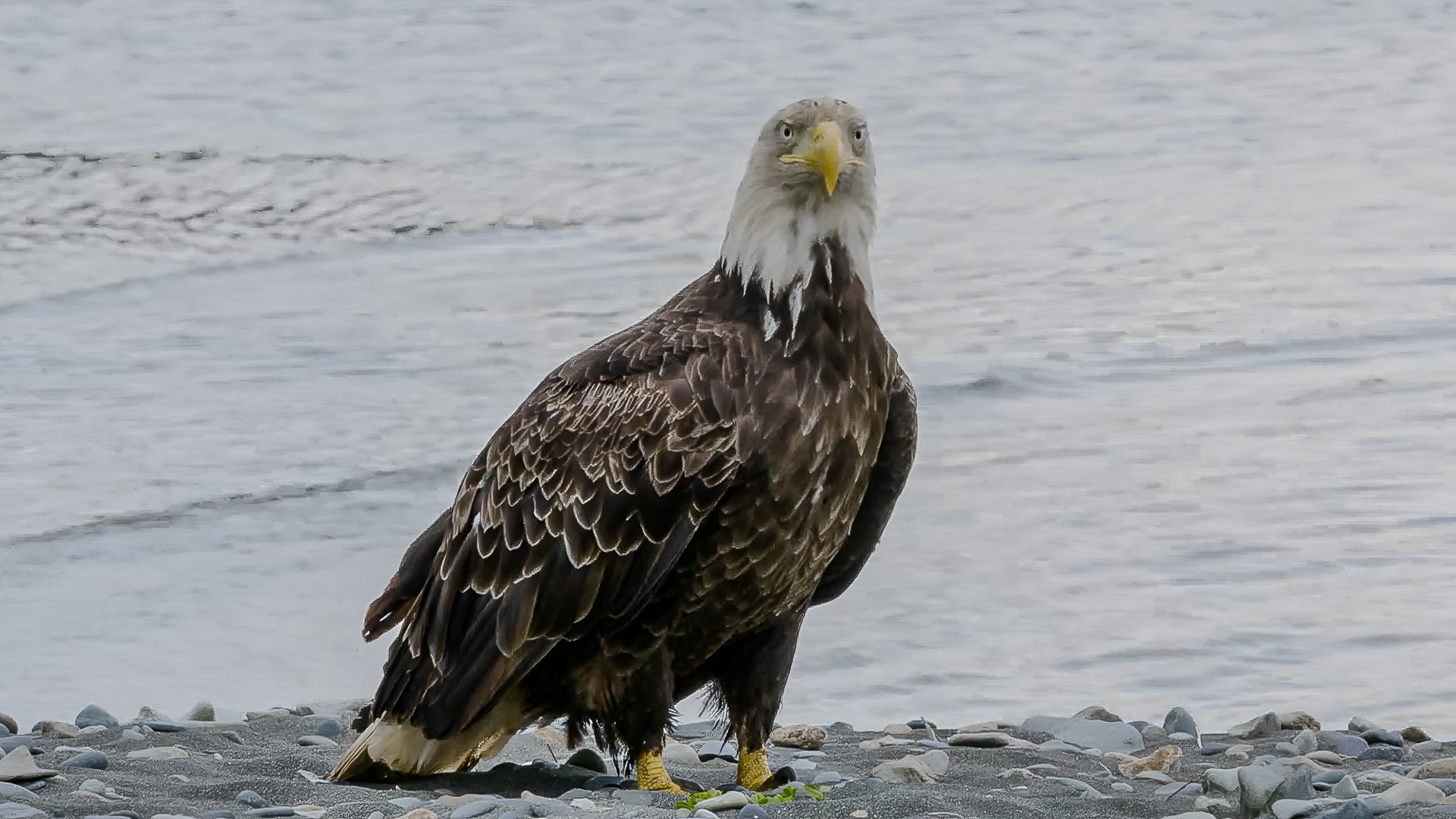 Eagles can even create public safety concerns
