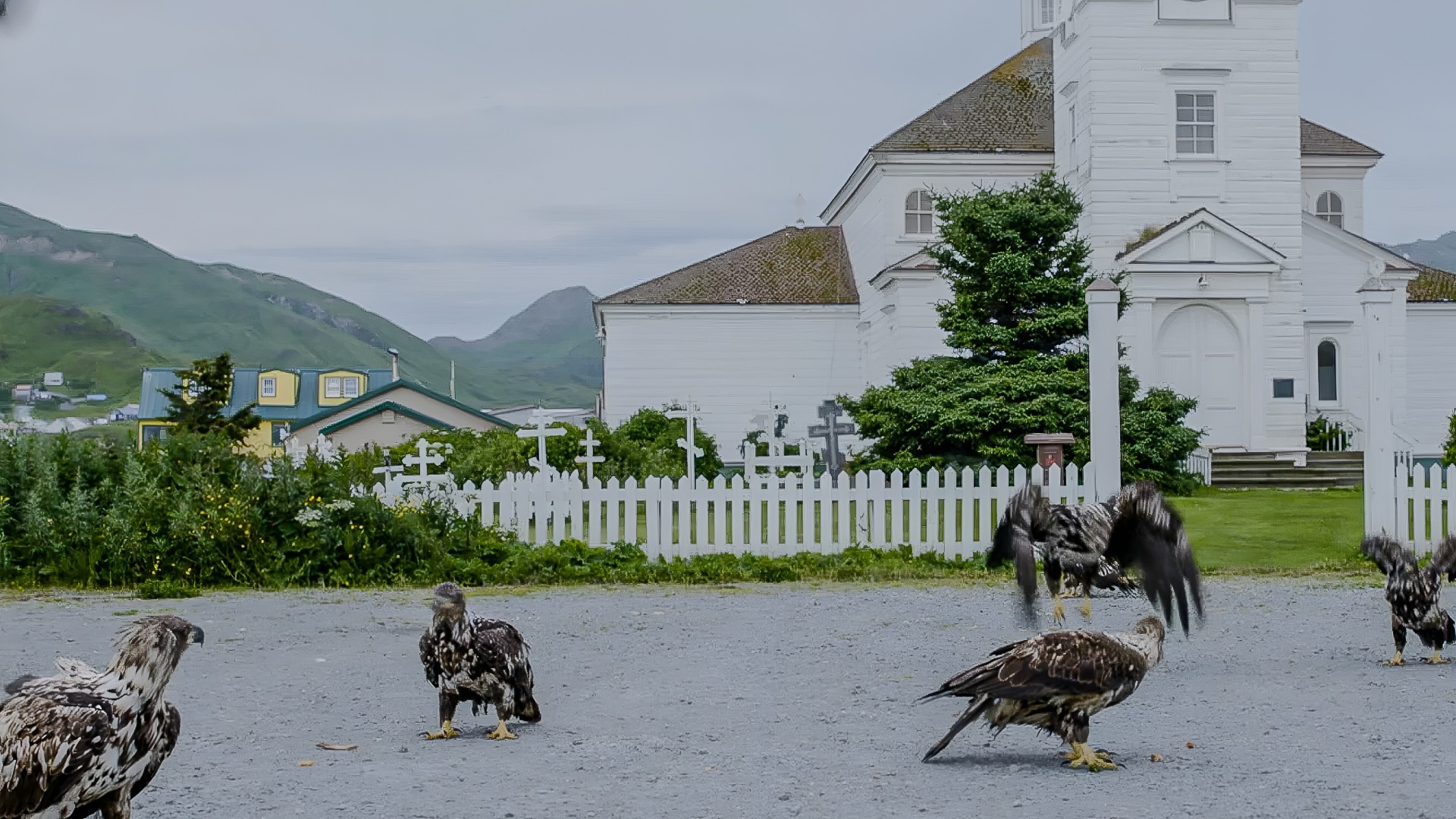 Hundreds of birds gather across the island