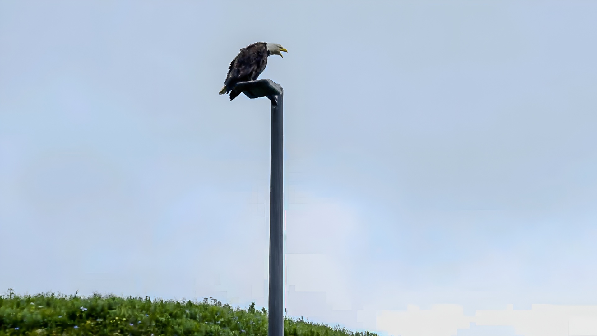 Bald eagles dominate life in Unalaska