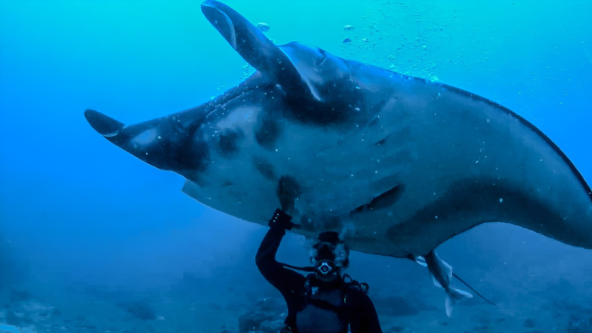 They glide through the water with slow, powerful movements