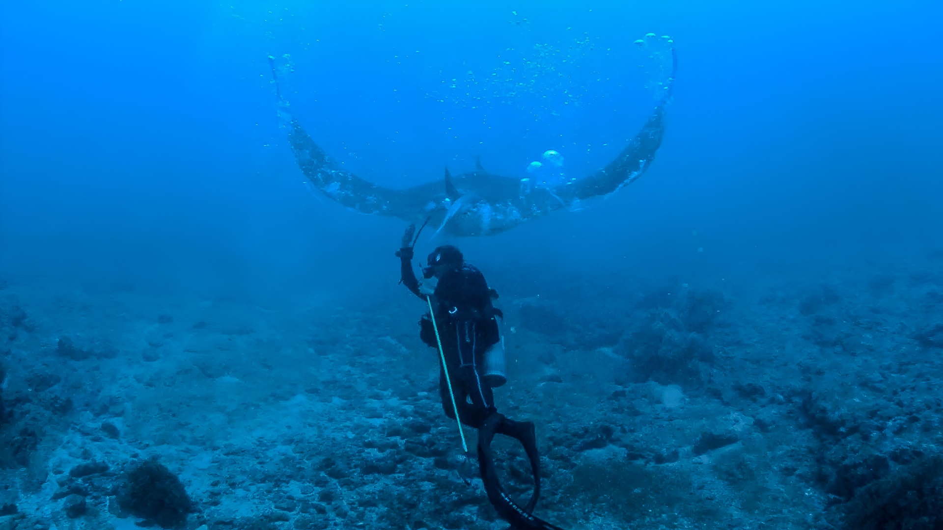 Manta rays are among the largest animals in the ocean