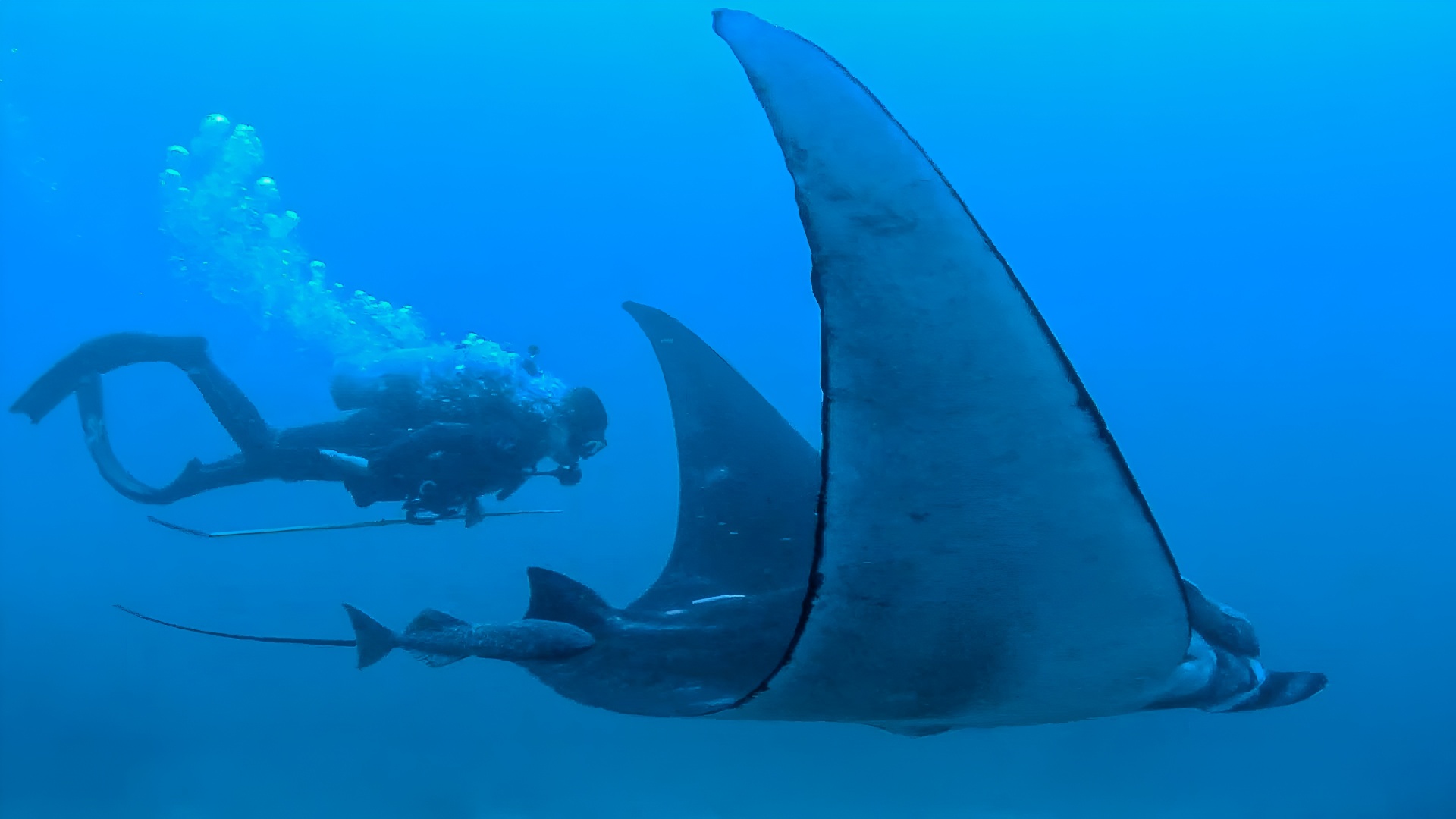 Marine biologist Andrea Marshall studies these animals