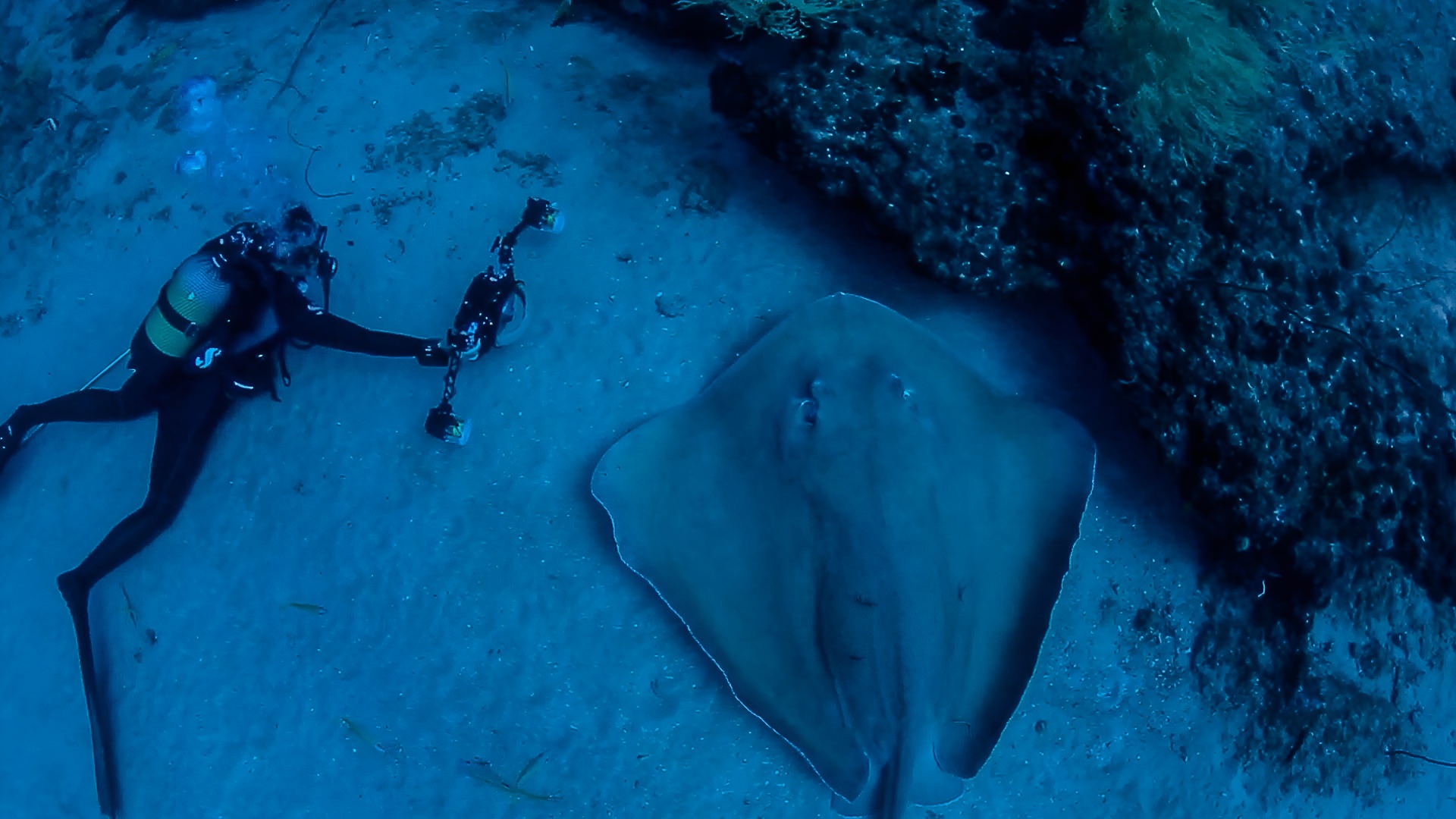Protecting manta rays is becoming increasingly urgent