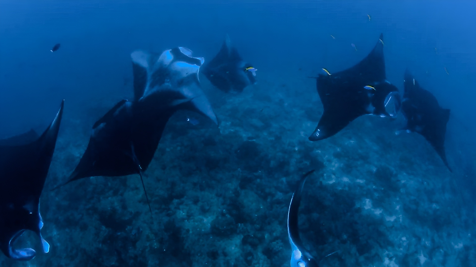 Manta rays are highly intelligent creatures