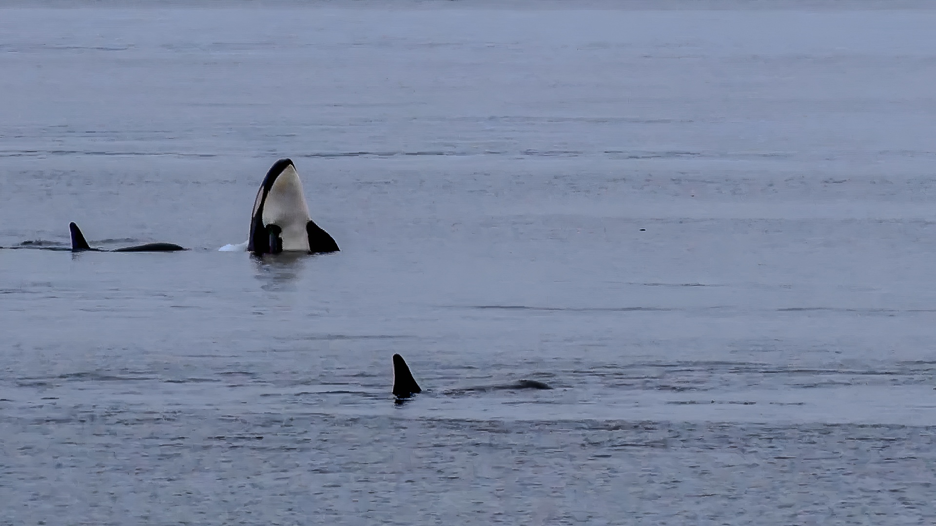 From captivity to conservation