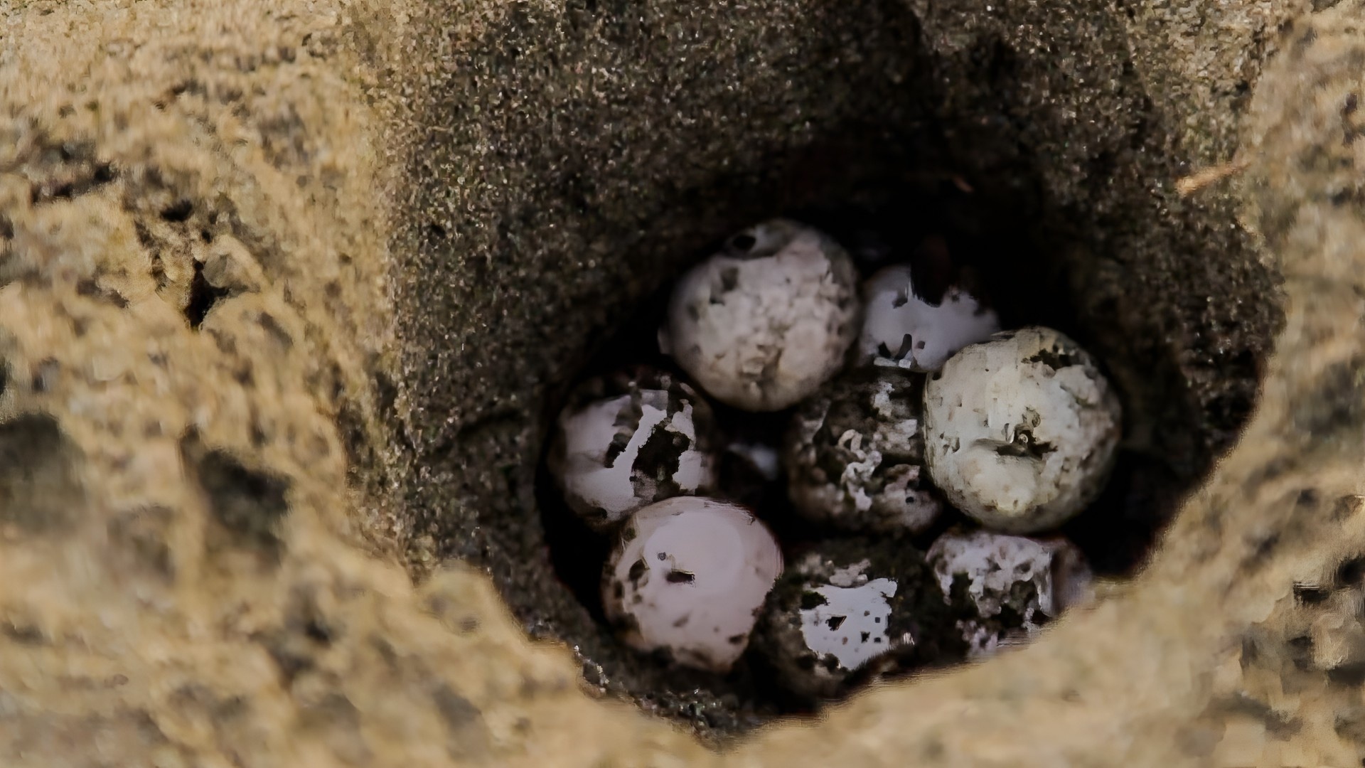 Protecting Endangered Sea Turtles