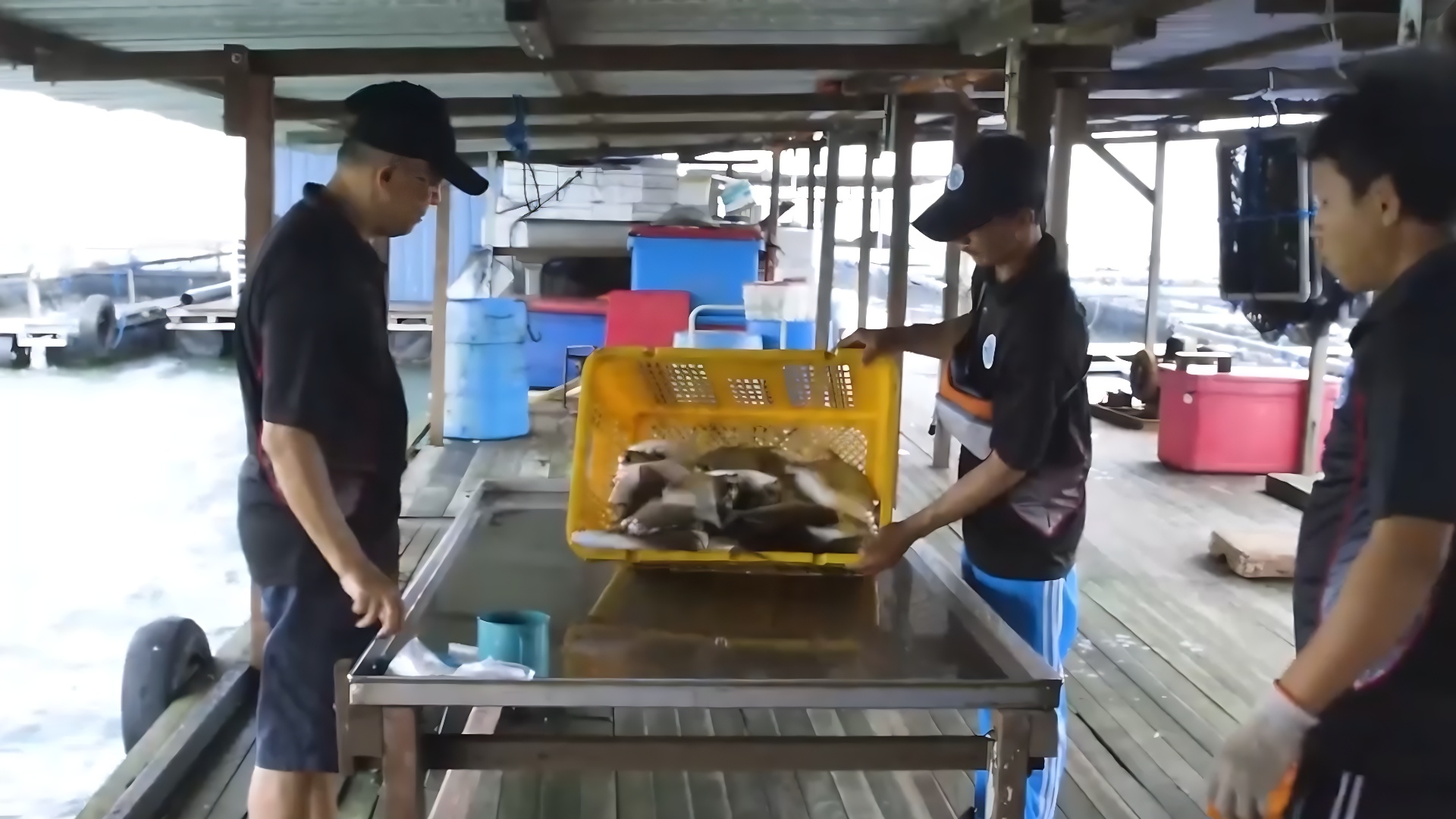 Counting fish became faster and more accurate. Innovation transformed a routine task.