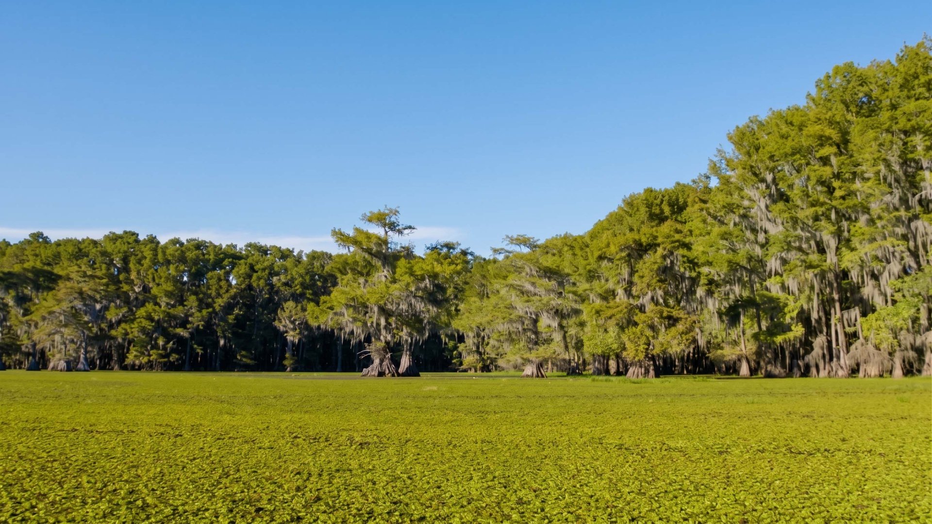 Saving Caddo Lake became more than conservation
