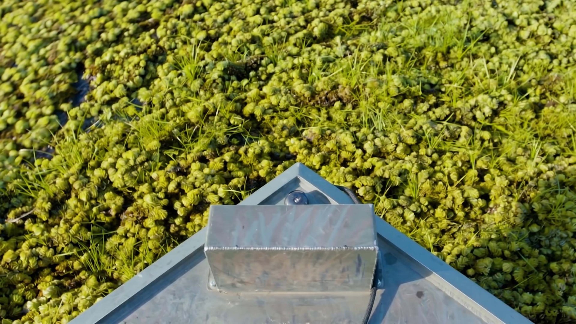 The threat is giant salvinia