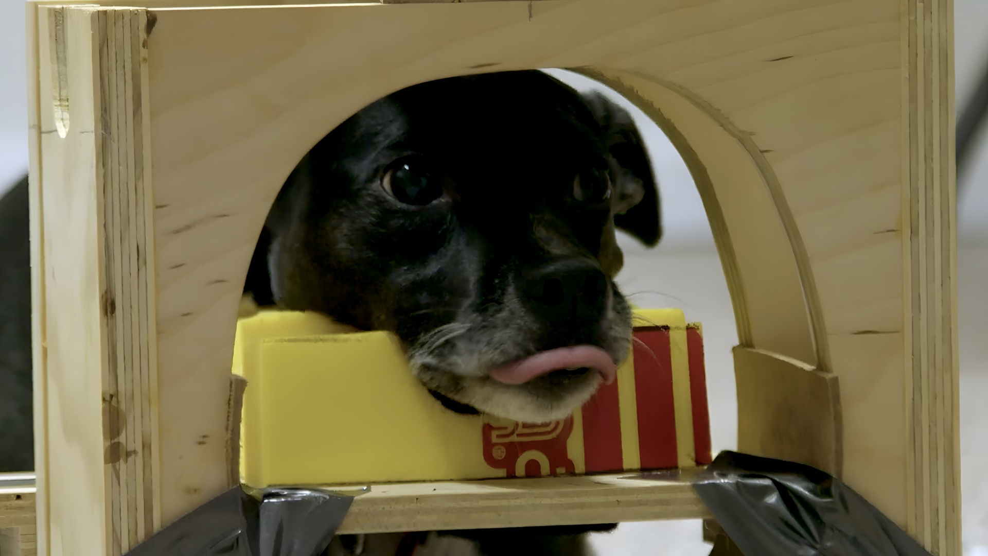 Training dogs for MRI scans required creativity. 