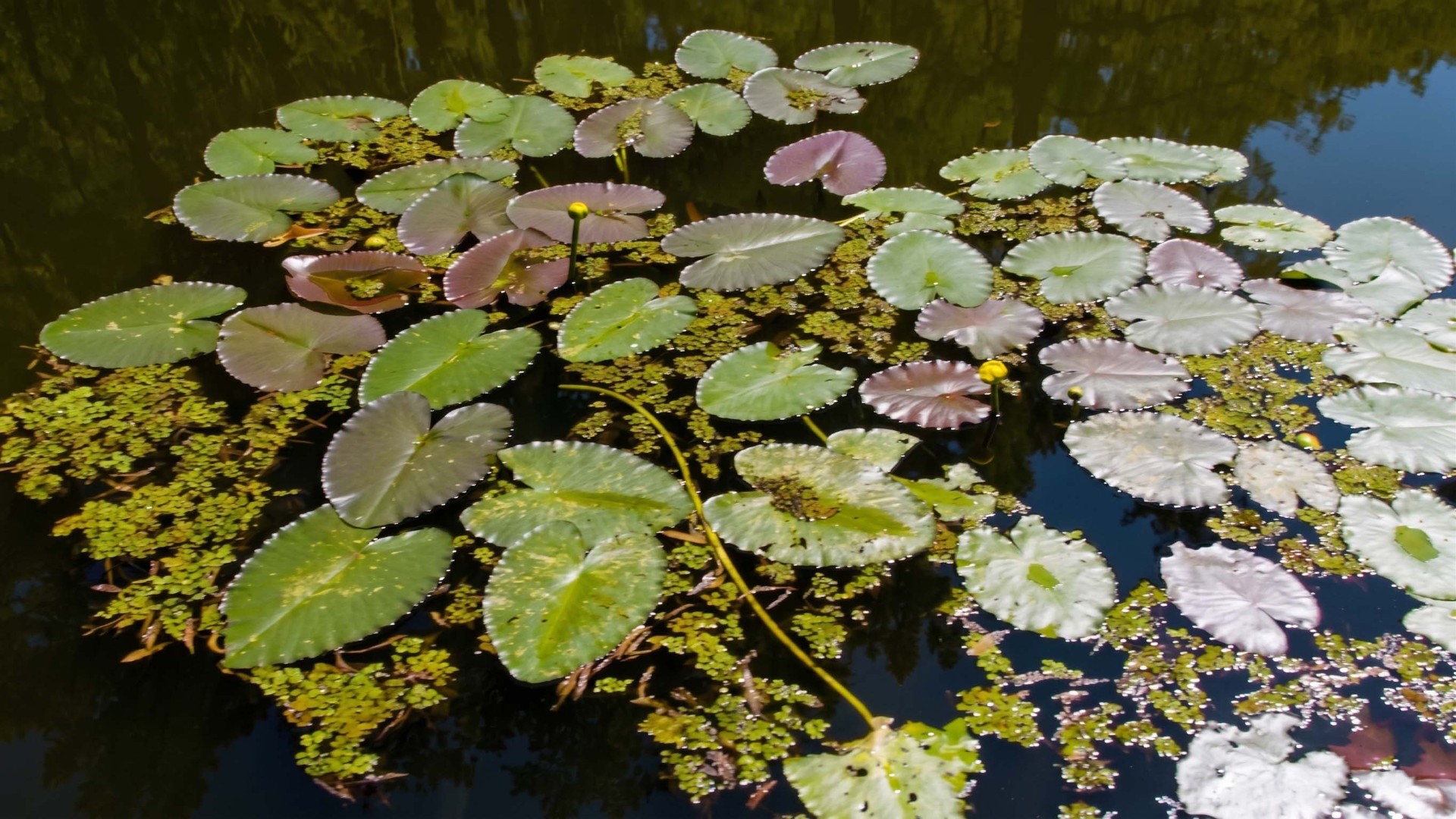 Boats struggle to move through thick patches