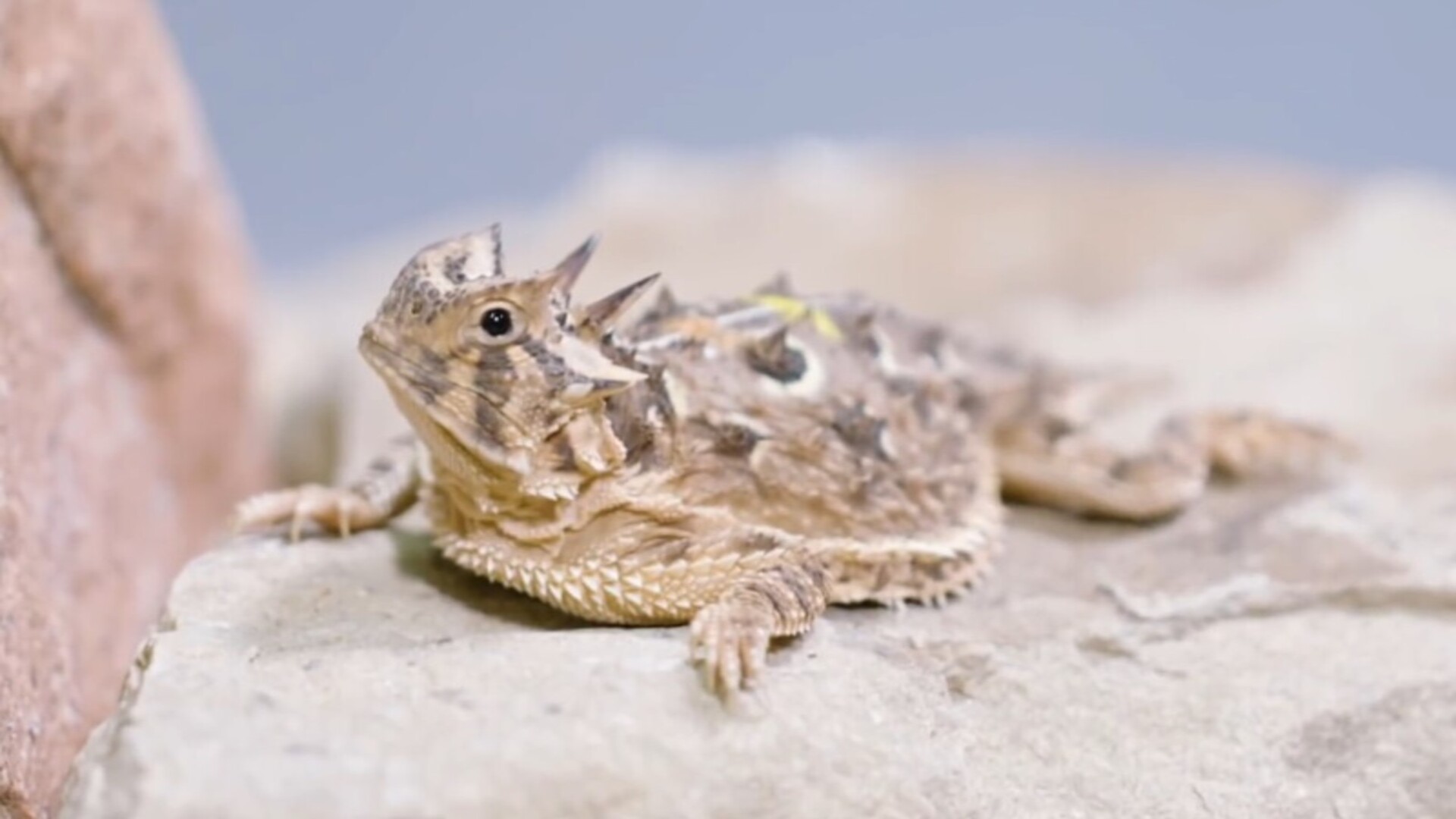 The Texas Horned Lizard and Its Unique Survival Defenses