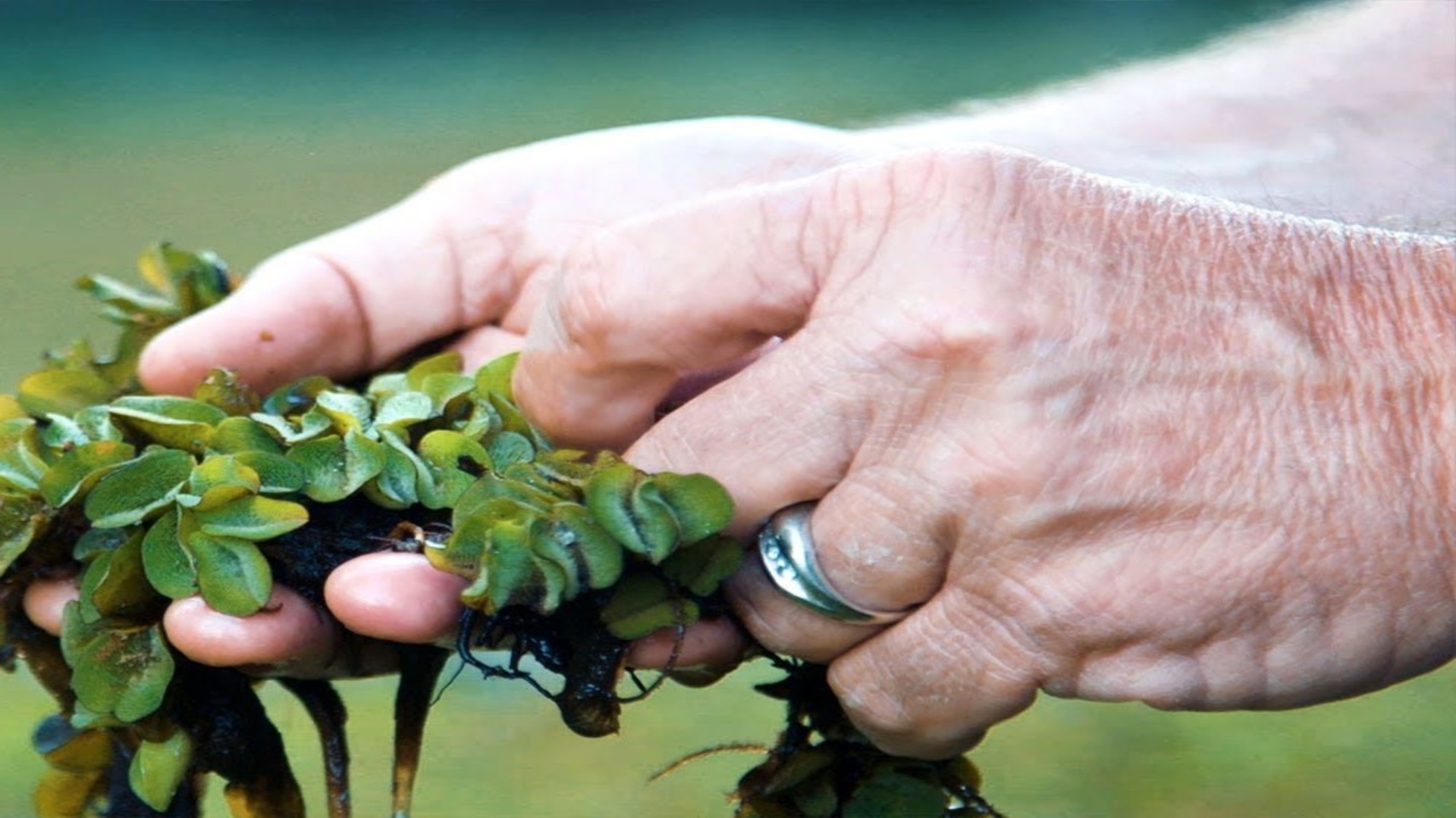 How tiny weevils are helping save Caddo Lake