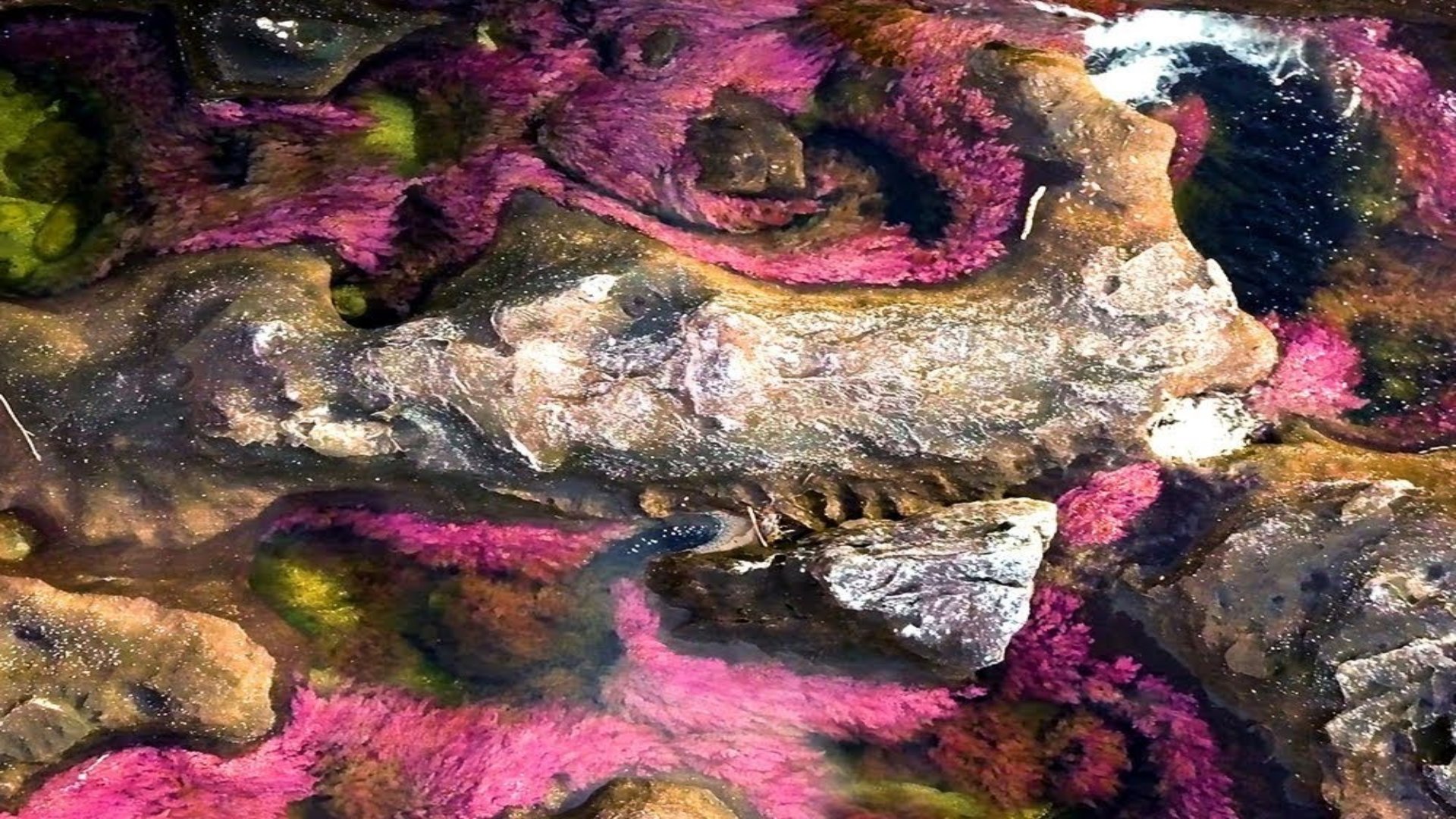 Caño Cristales, Colombia’s ’River of Five Colours’