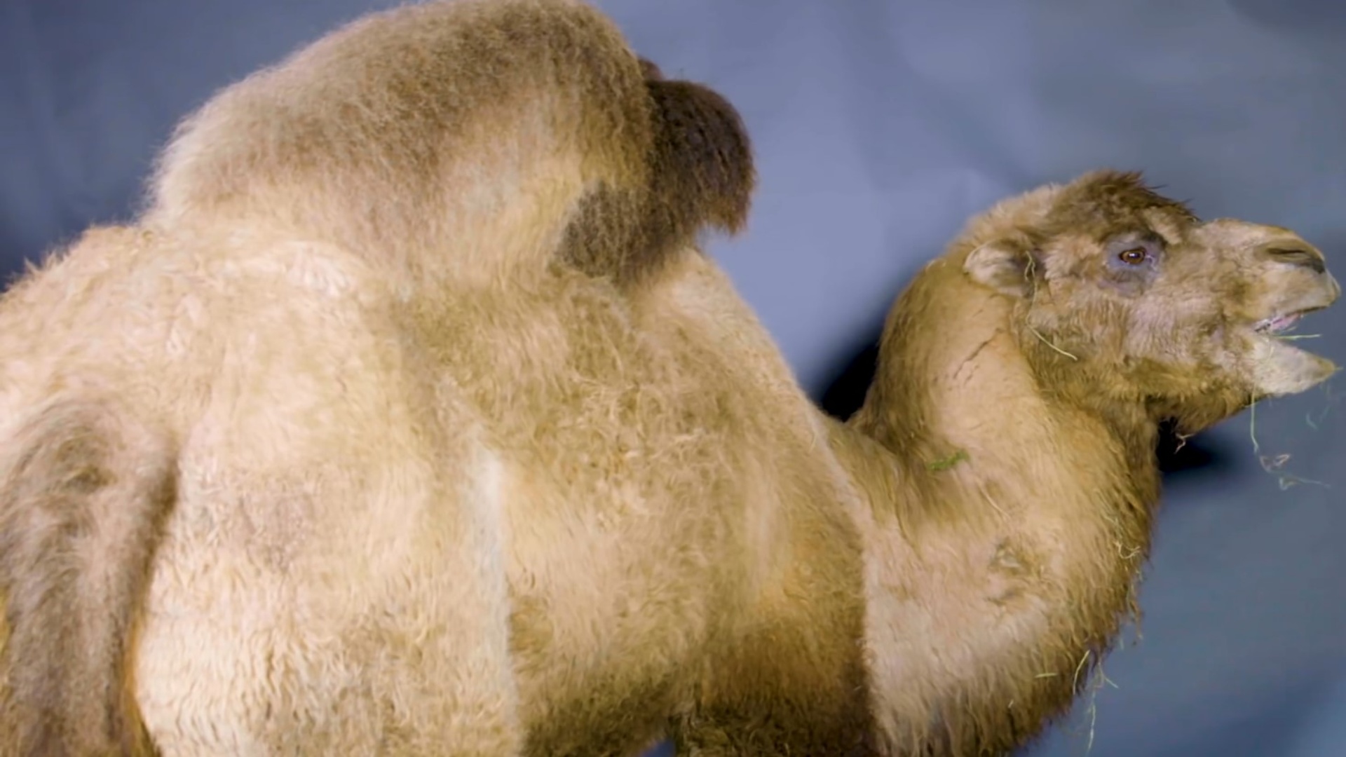 Bactrian camel, giant survivor of Central Asia