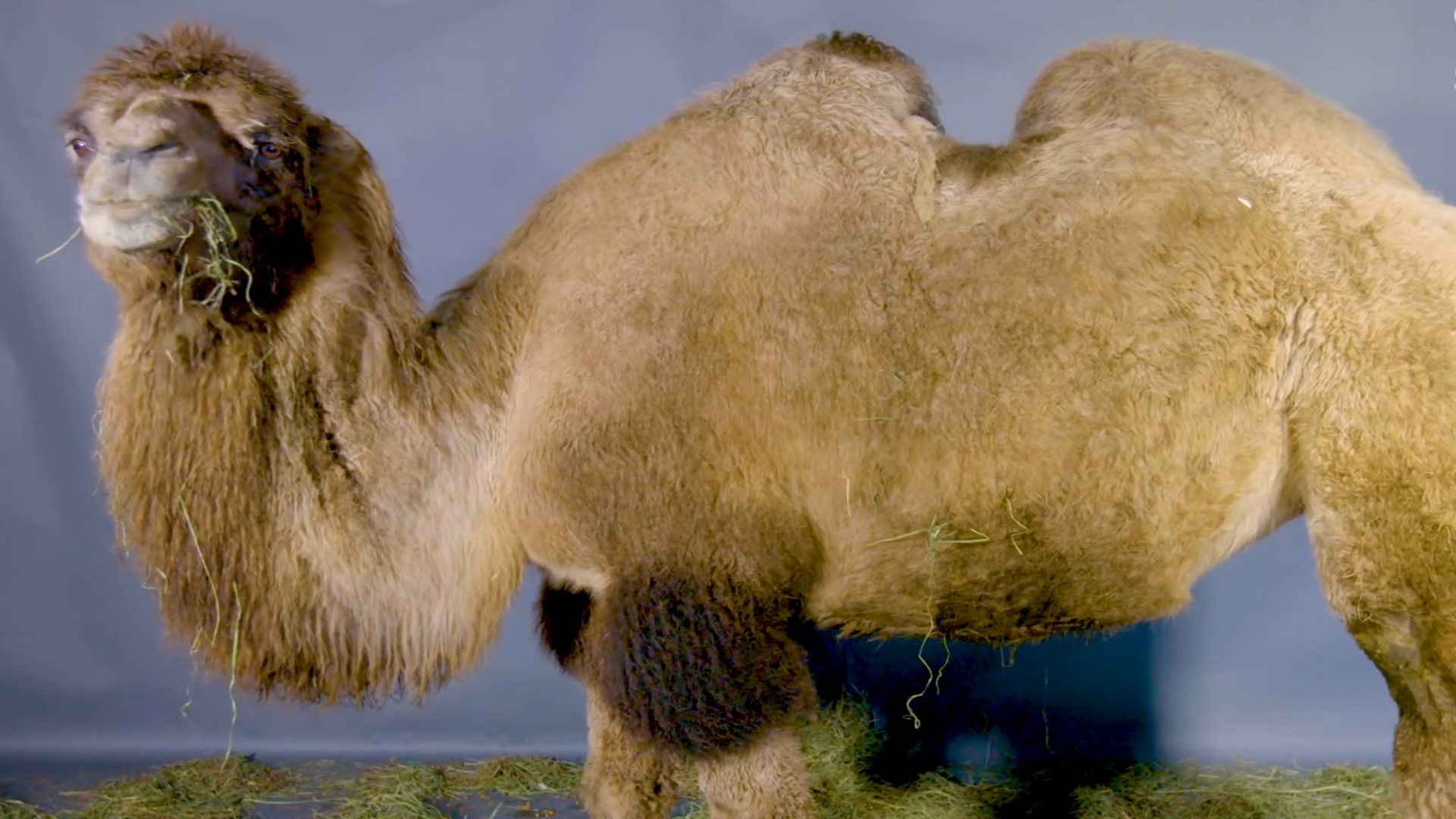 The remarkable survival of the Bactrian camel