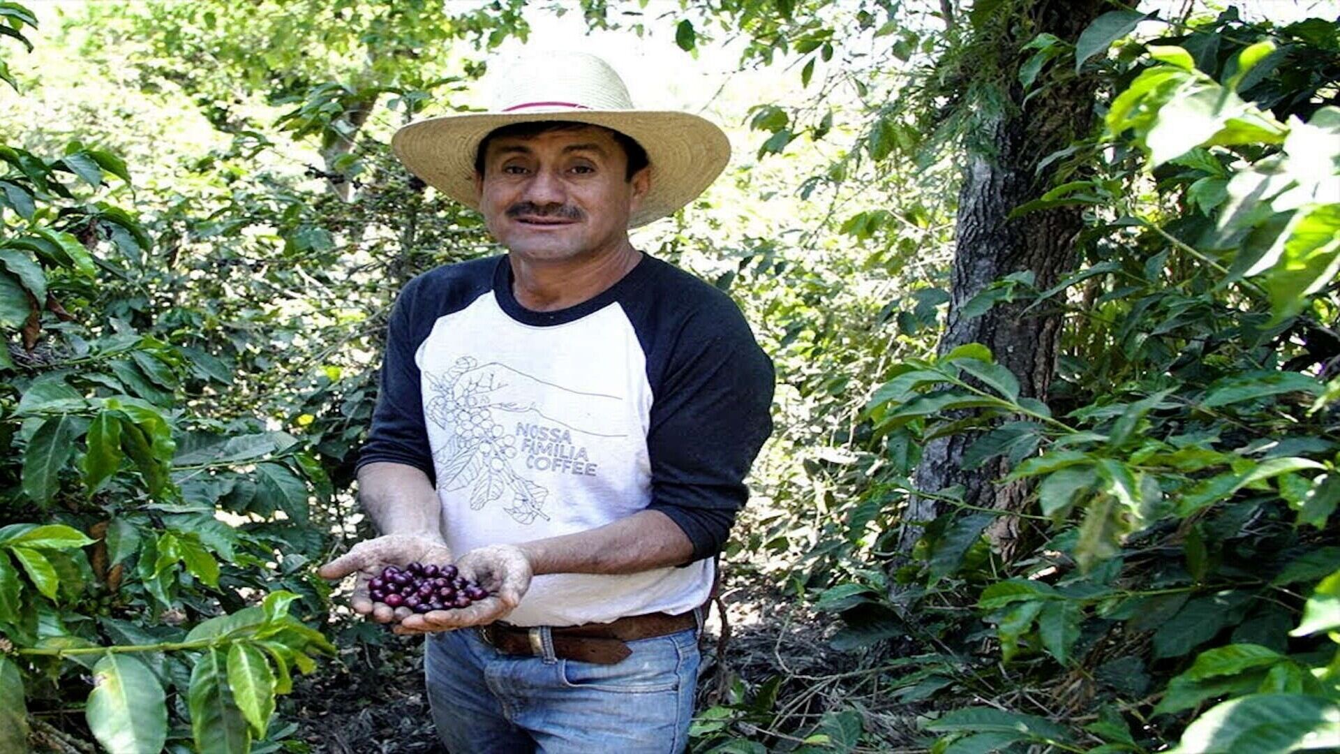 Coffee beneath the volcano, Timoteo’s high altitude harvest in Antigua