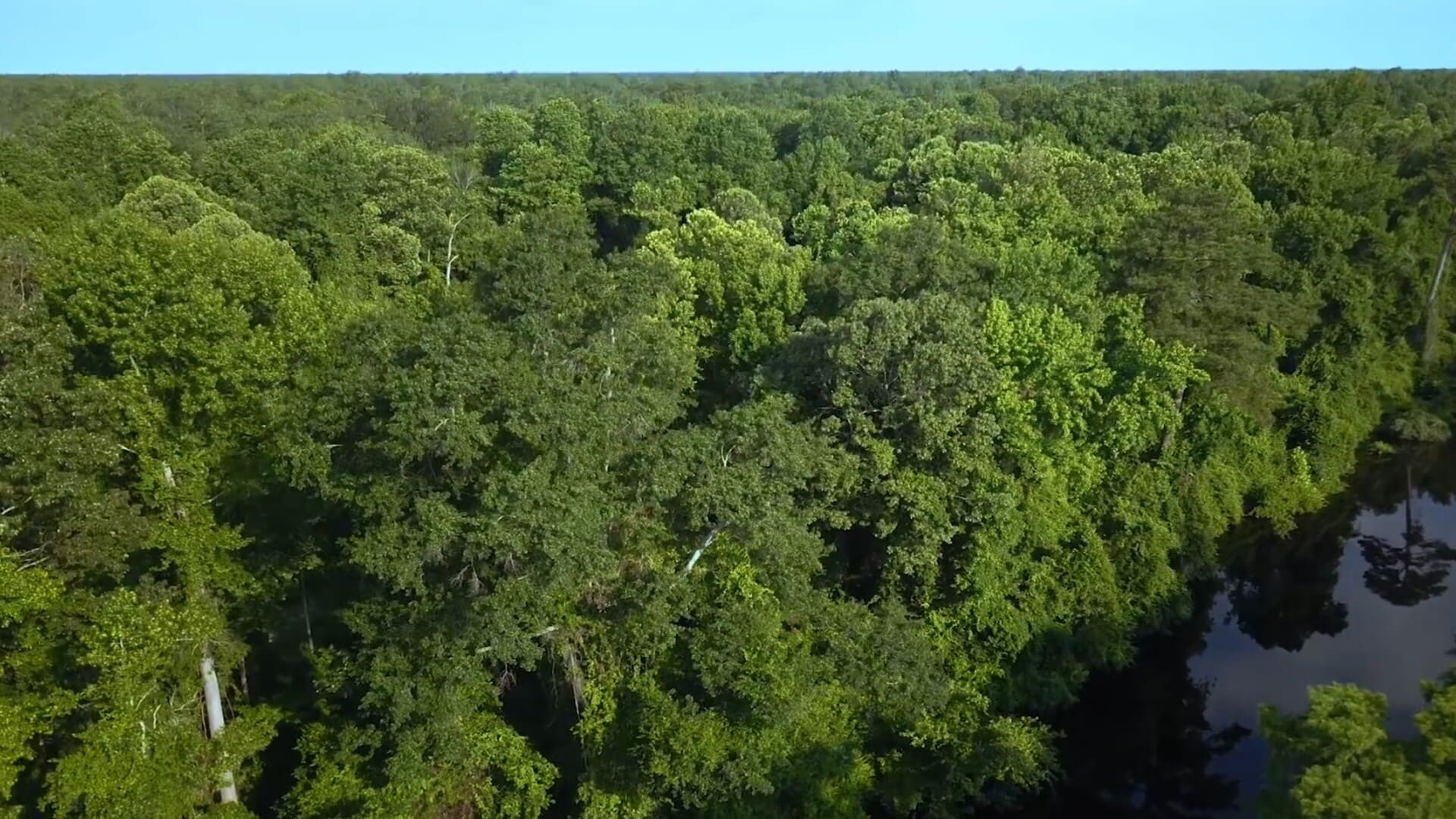 Hidden Freedom in the Great Dismal Swamp