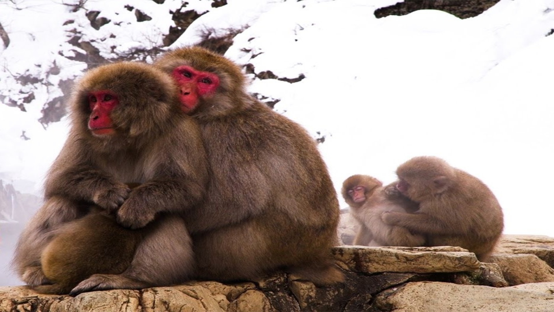 Japan’s snow monkeys, the wild animals enjoying winter hot springs