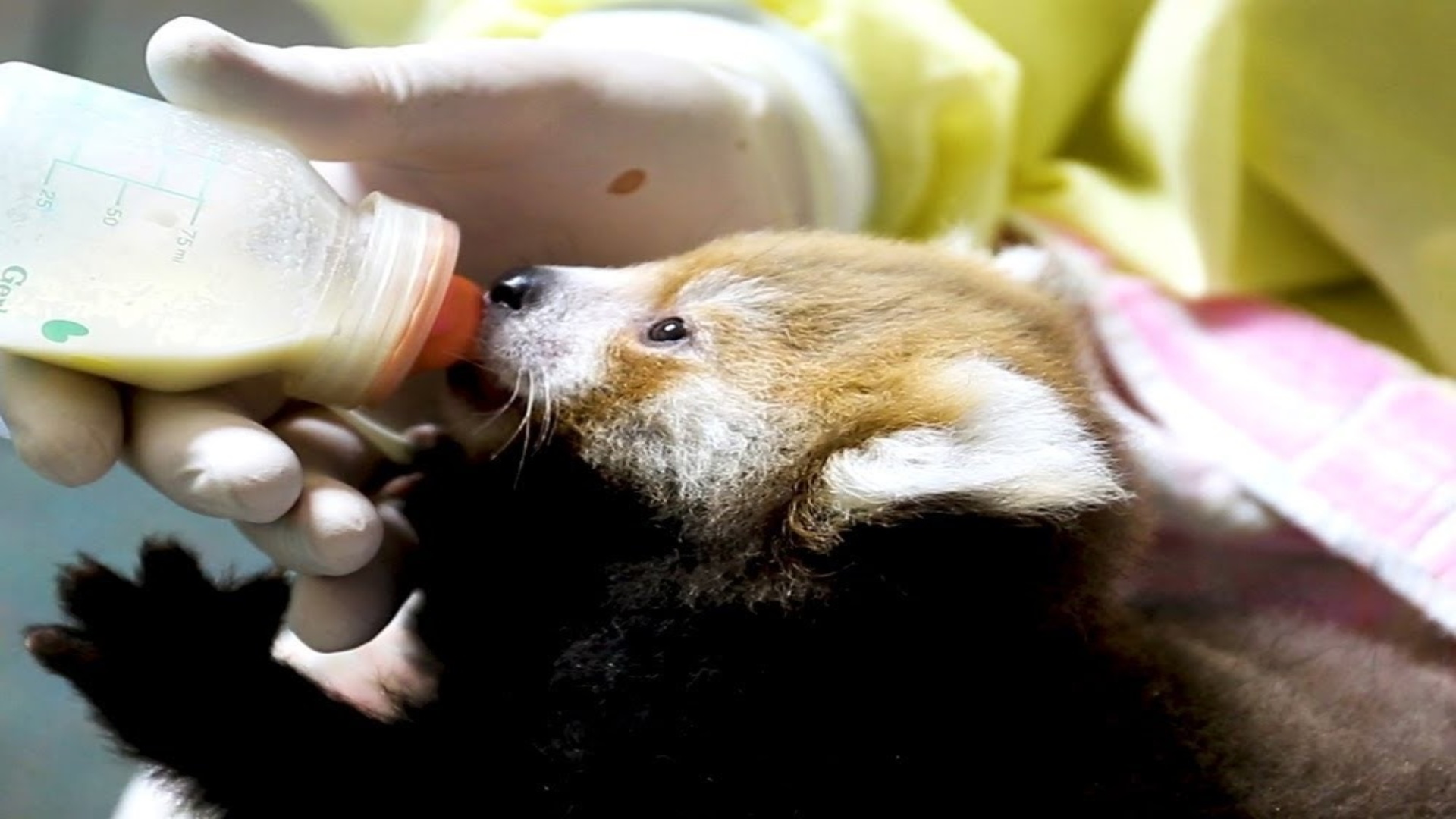 Inside the world’s largest exotic animal milk repository