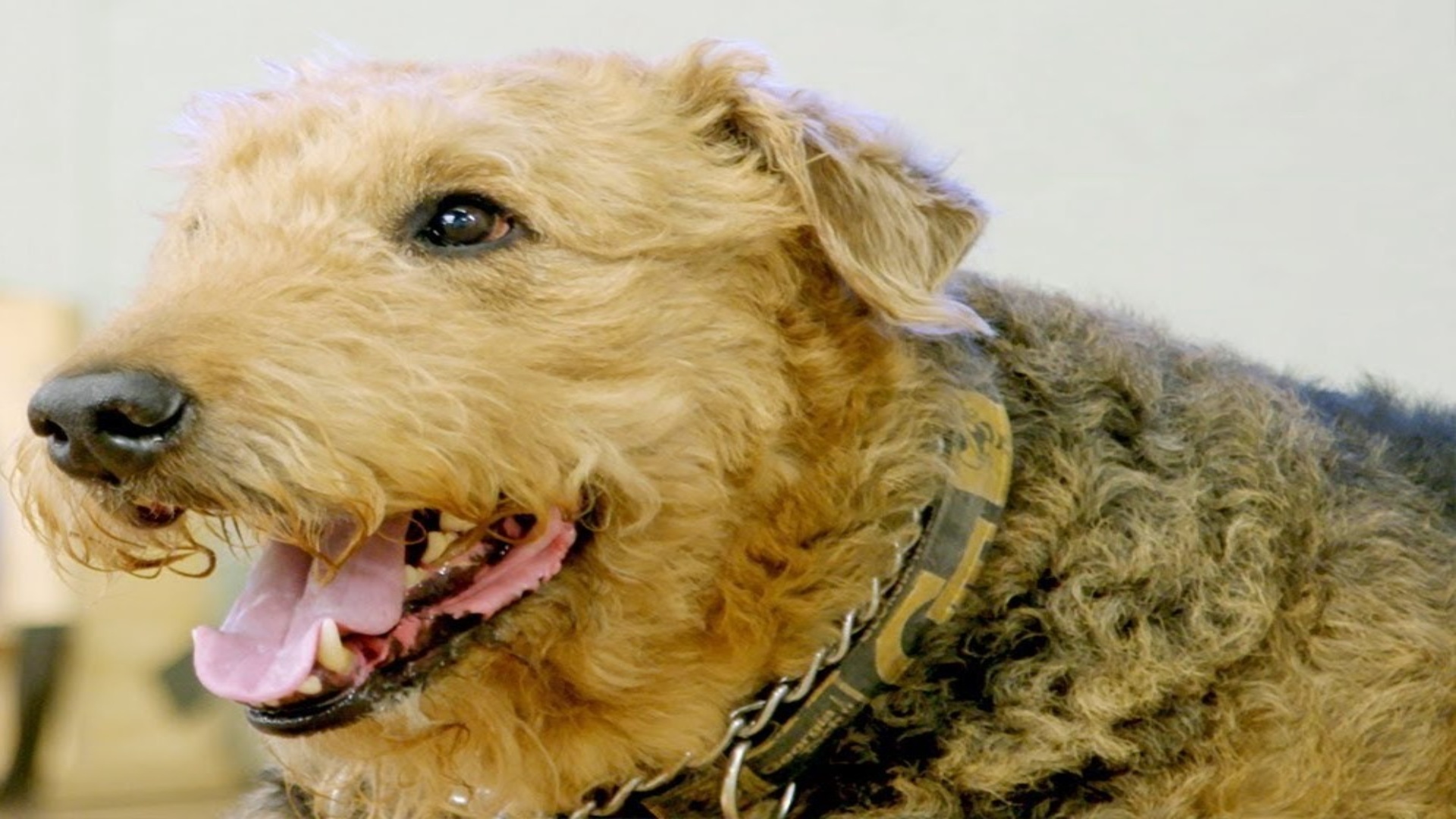 Gregory Berns exploring the emotional minds of dogs