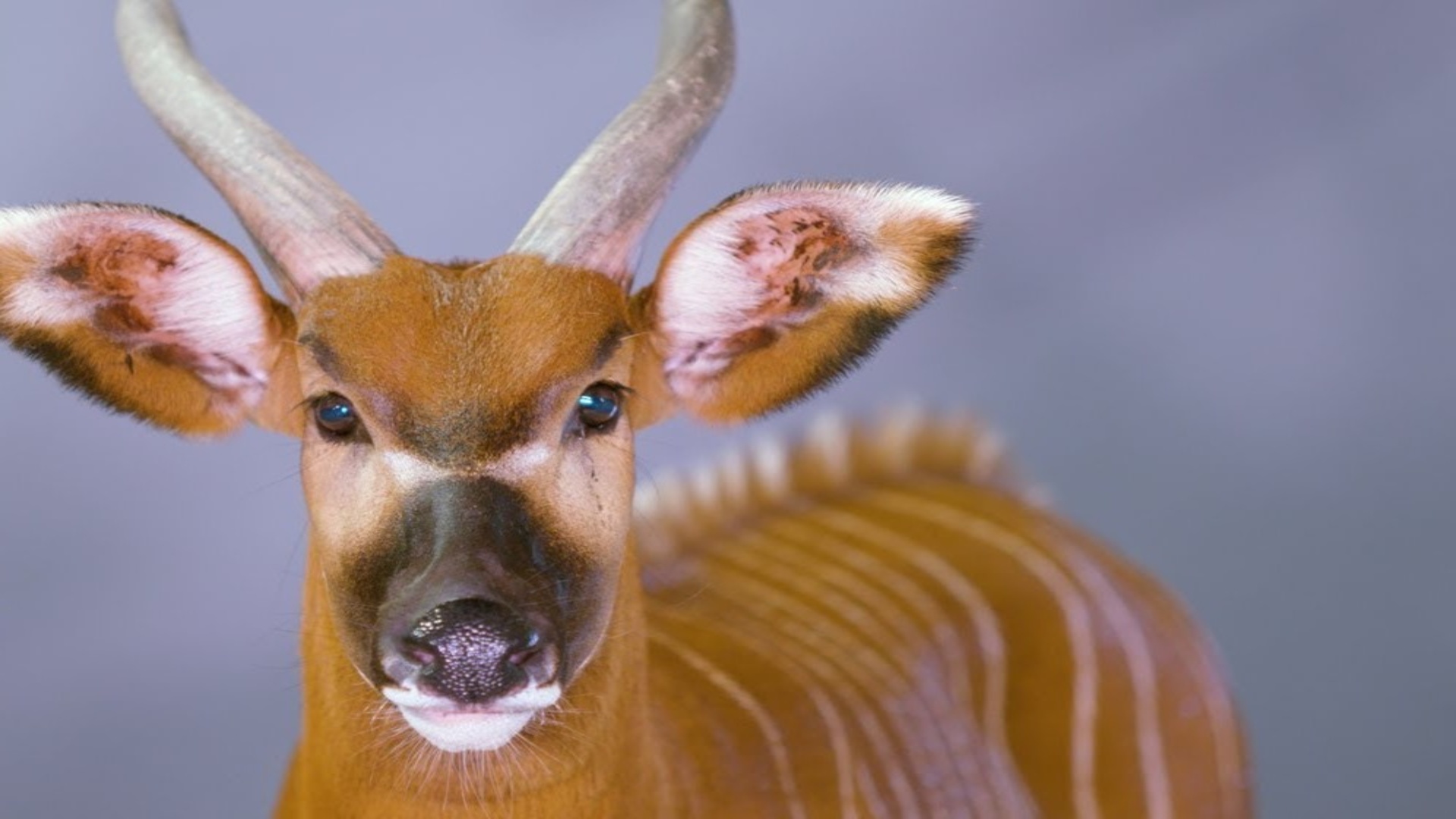 The Eastern Bongo, Kenya’s Rare Forest Antelope on the Brink