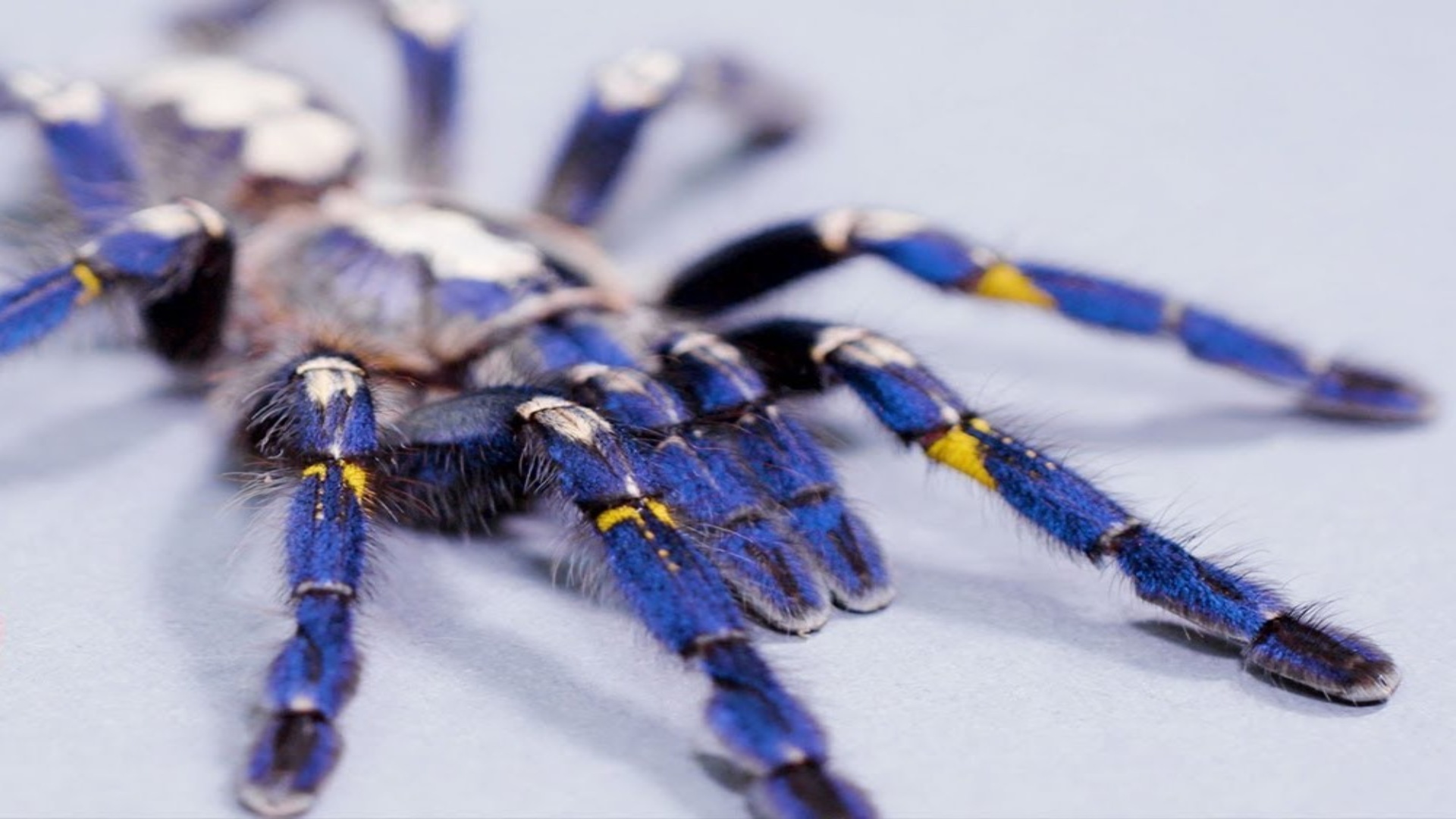 Gooty Sapphire Tarantula Beauty and Danger in a Rare Species
