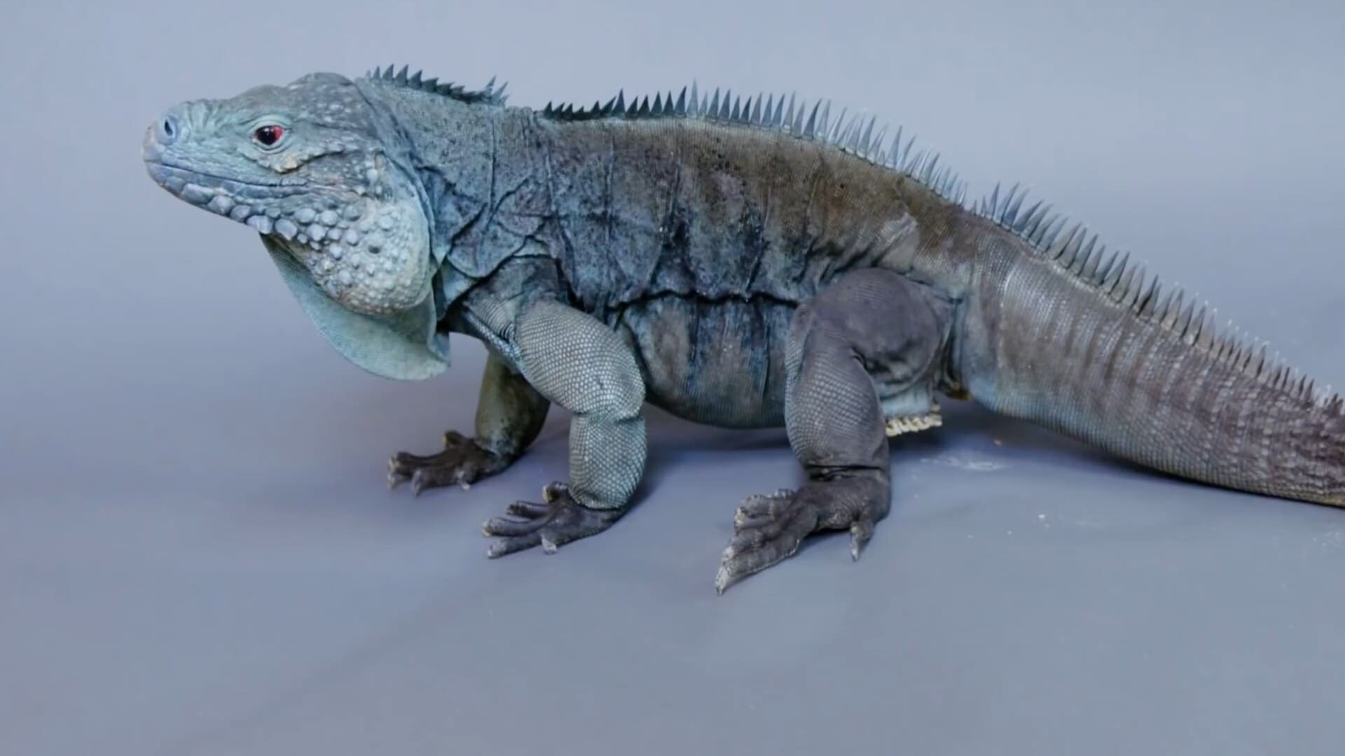 Grand Cayman Blue Iguana, A Rare Island Survivor